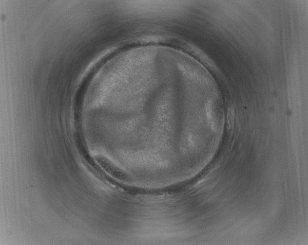 X0000070420722200606231852