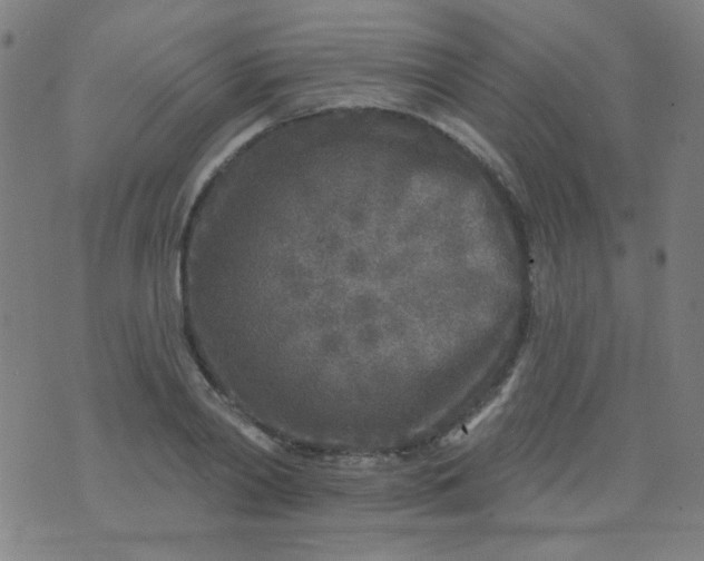 X0000070420790200606231852