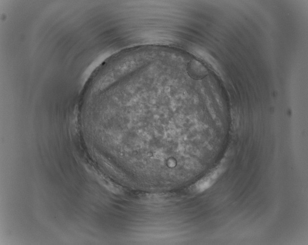 X0000070420875200606231850