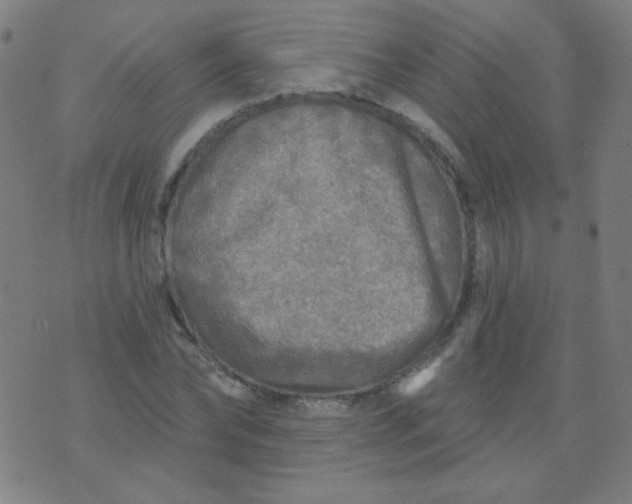 X0000070420878200606231850