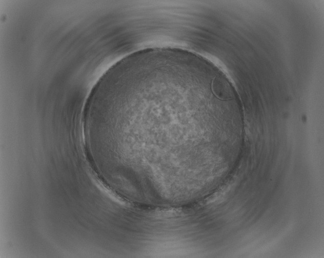 X0000070420887200606231850