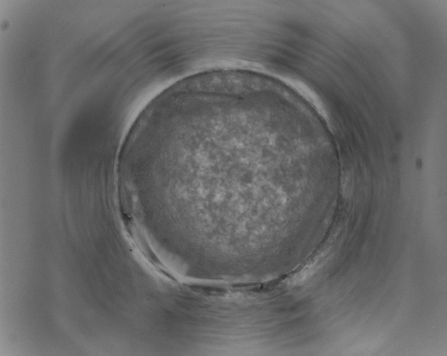 X0000070420903200606231850