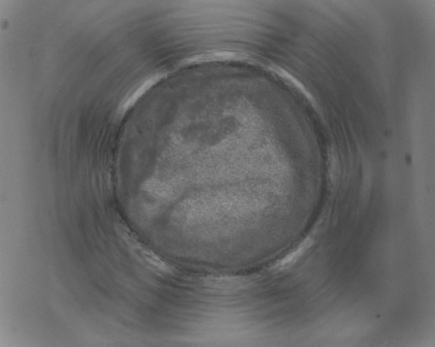 X0000070420921200606231849