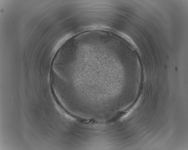 X0000070420946200606231849