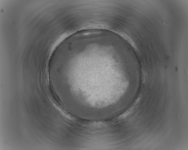 X0000070420982200606231849