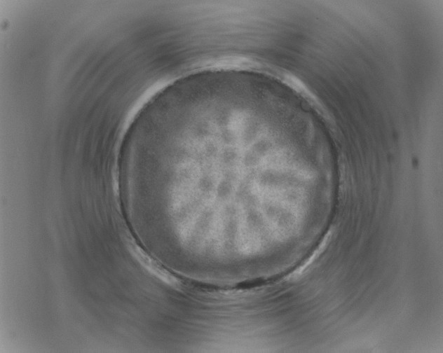 X0000070421232200606231845