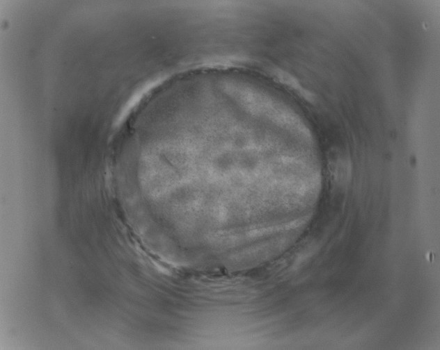 X0000070421256200606231844