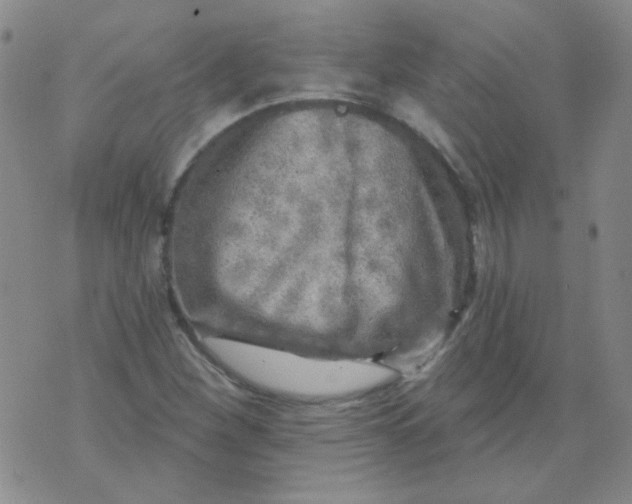 X0000070421260200606231844