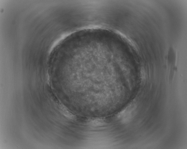 X0000070421262200606231844