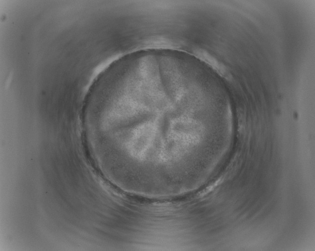 X0000070421264200606231844