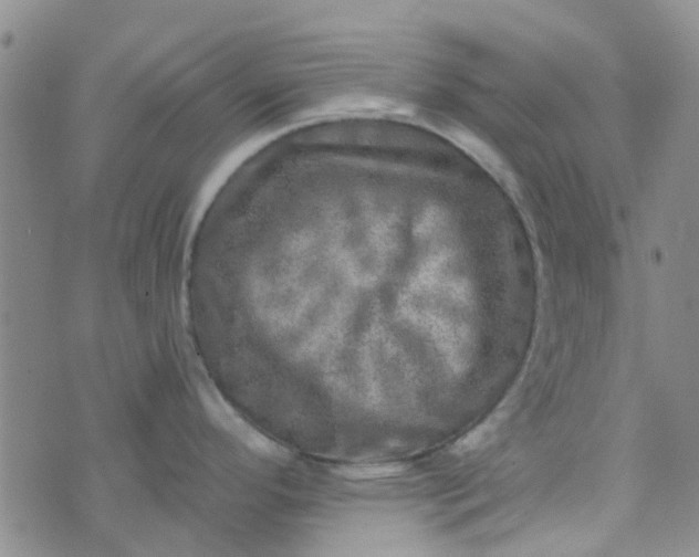 X0000070421296200606231843