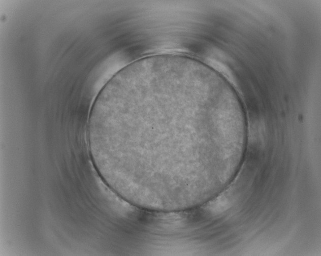 X0000070421338200606231843