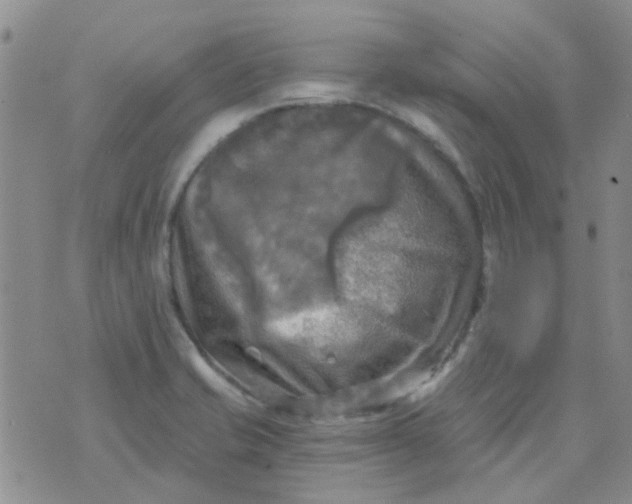 X0000070421421200606231842