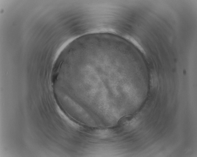 X0000070421468200606231841