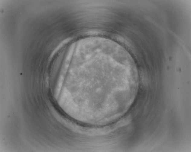 X0000070420016200606302112