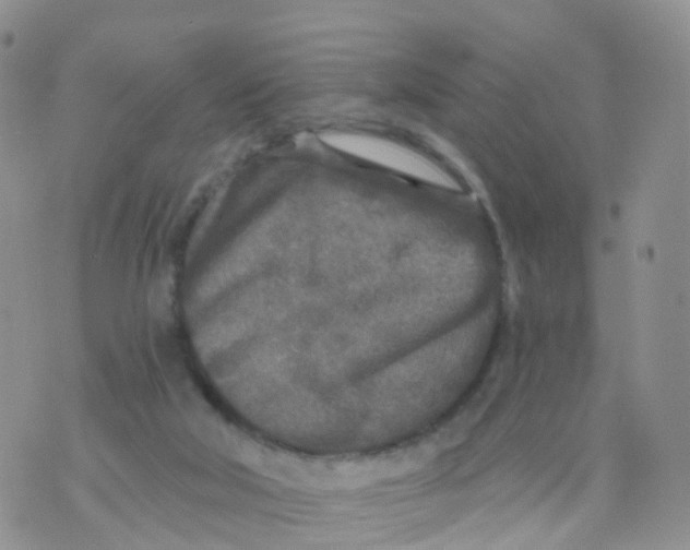 X0000070420018200606302112