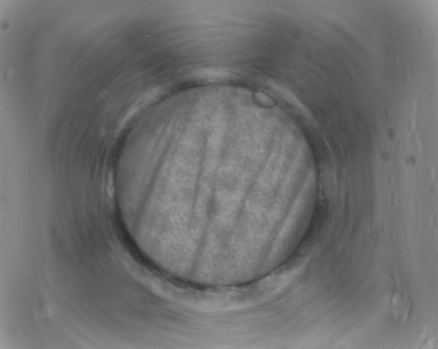 X0000070420024200606302112