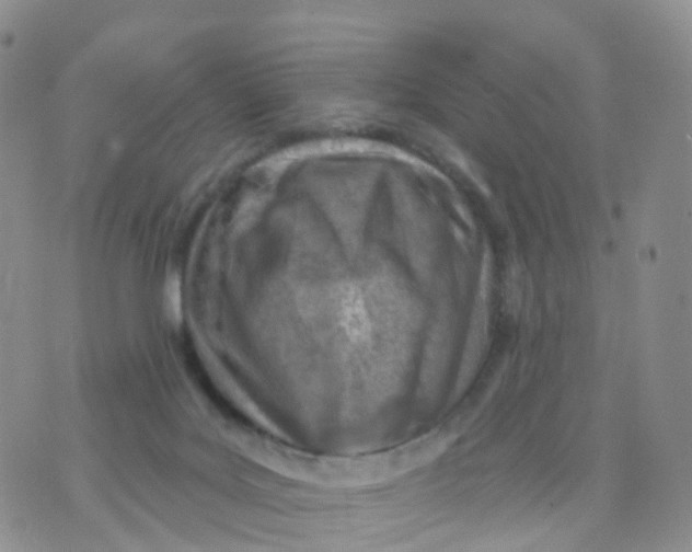 X0000070420027200606302112