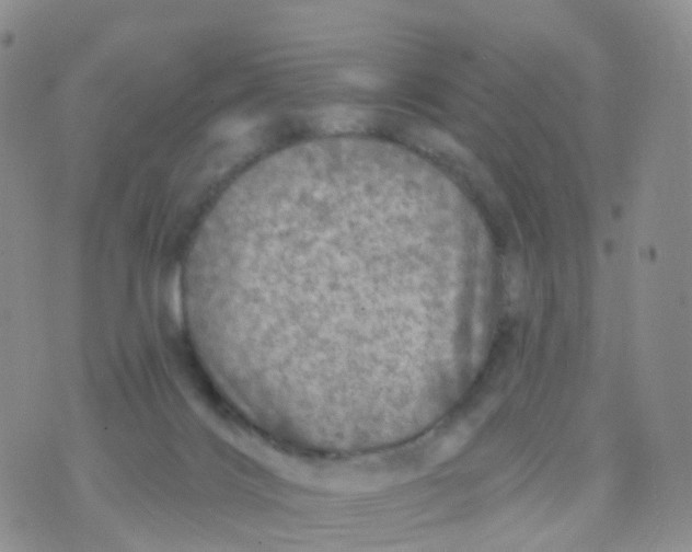 X0000070420028200606302112