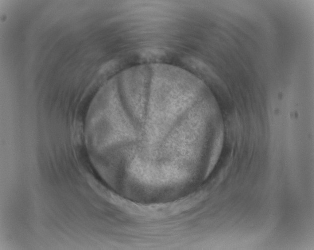 X0000070420038200606302112