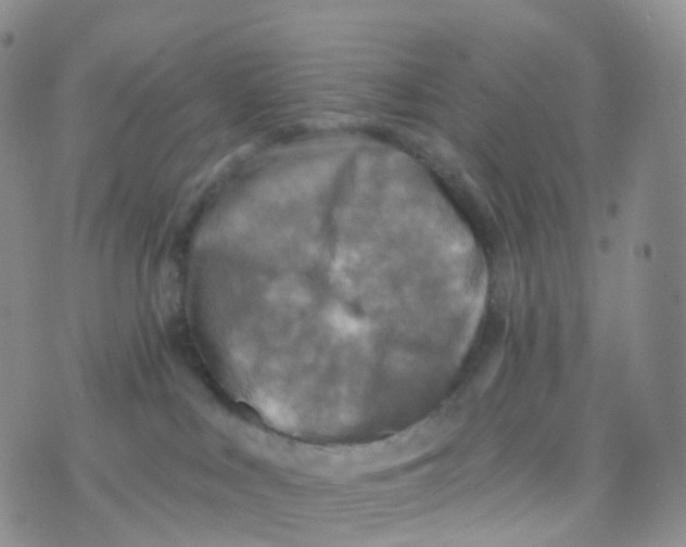 X0000070420043200606302112