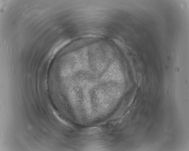 X0000070420050200606302111