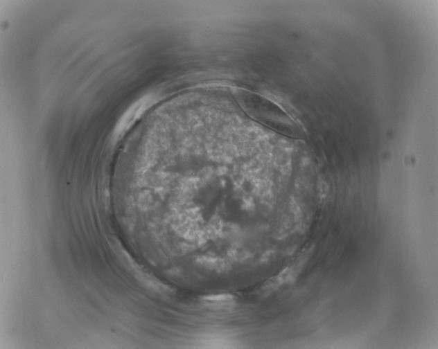 X0000070420053200606302111