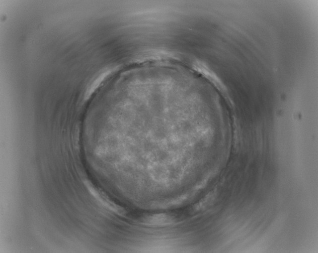 X0000070420058200606302111