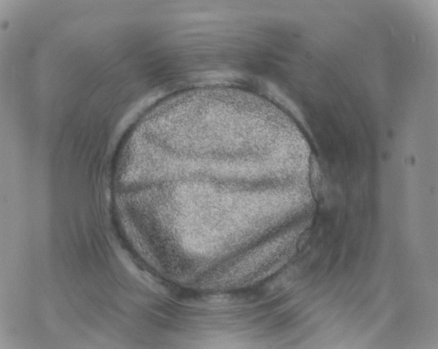 X0000070420059200606302111