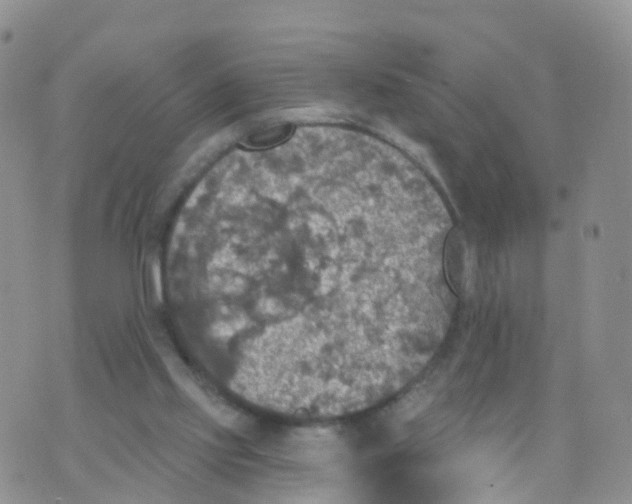 X0000070420061200606302111