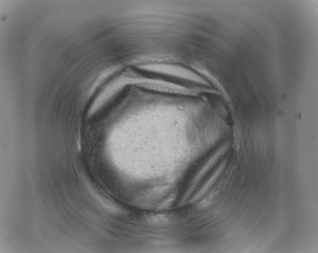 X0000070420062200606302111