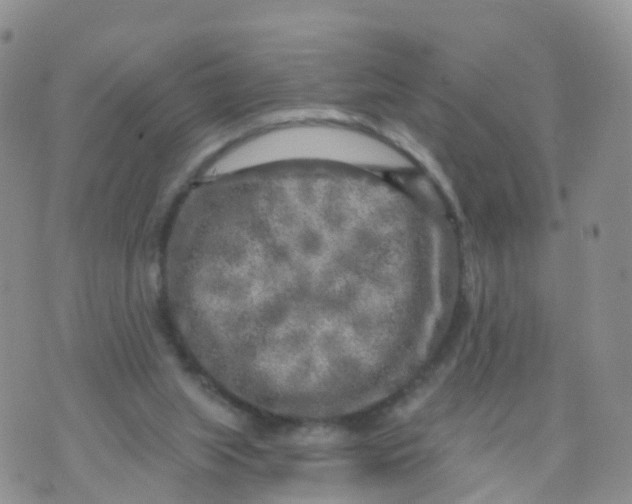 X0000070420063200606302111