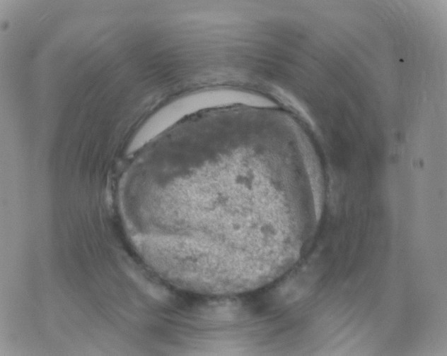 X0000070420065200606302111