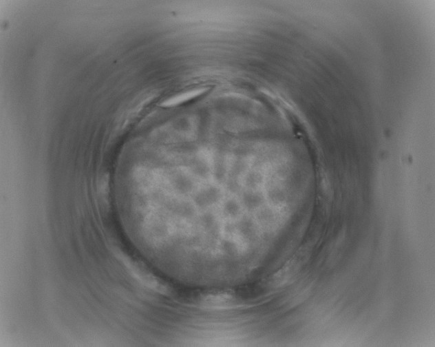 X0000070420066200606302111