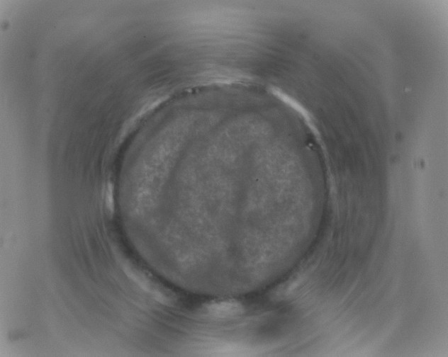 X0000070420067200606302111