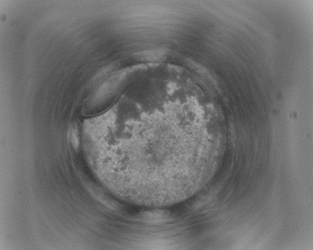 X0000070420069200606302111