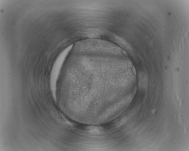 X0000070420073200606302112