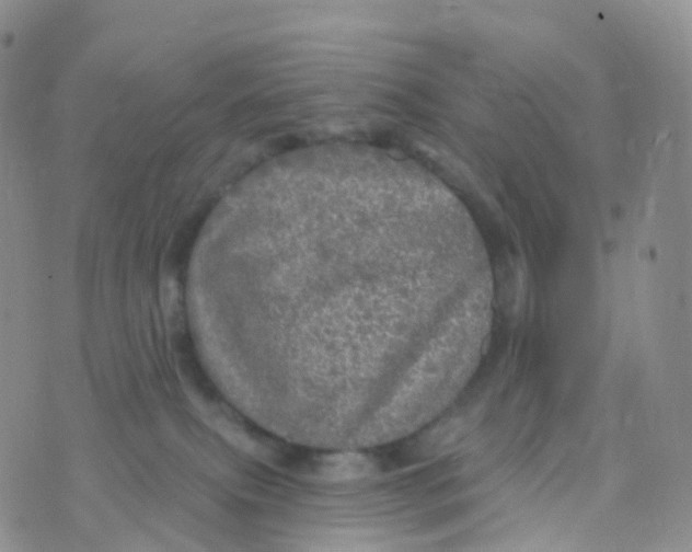 X0000070420087200606302112