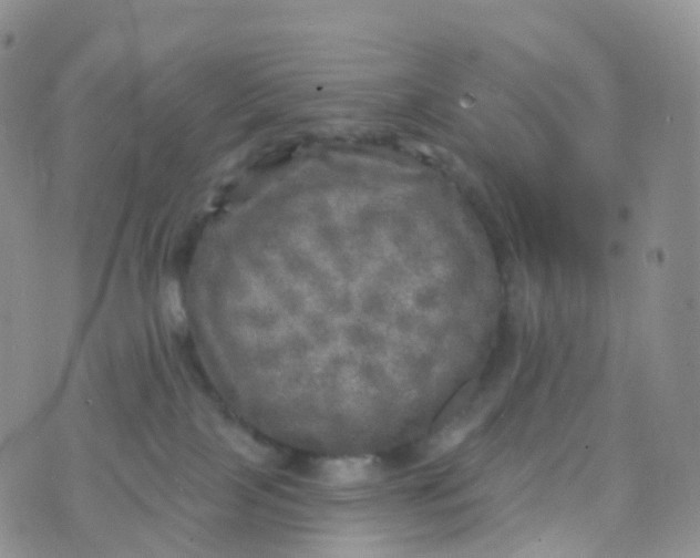 X0000070420089200606302112