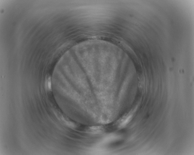 X0000070420095200606302112