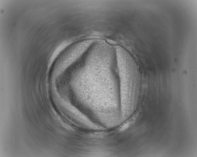 X0000070420102200606302111