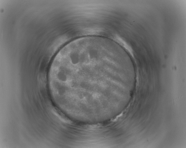 X0000070420107200606302111