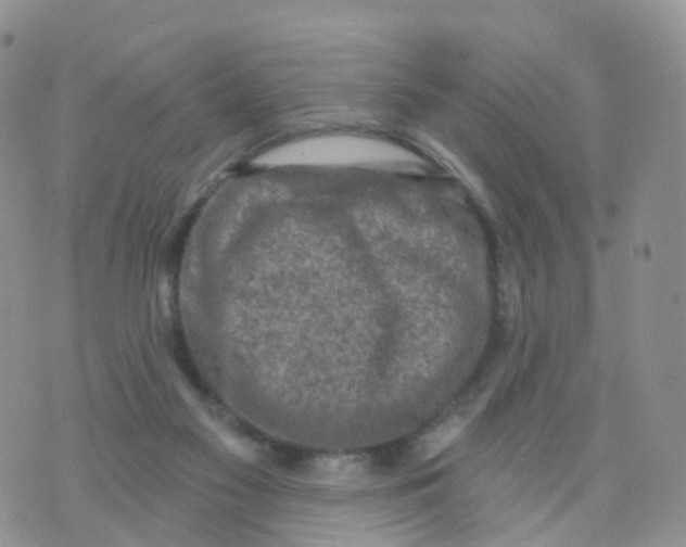 X0000070420117200606302111