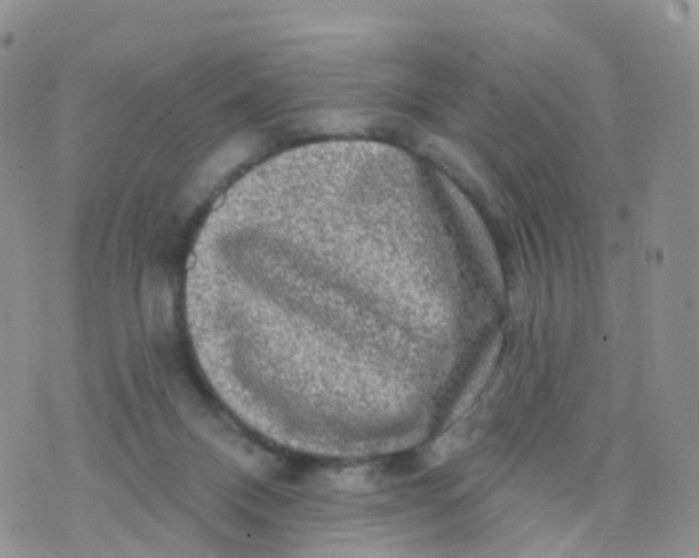 X0000070420120200606302111