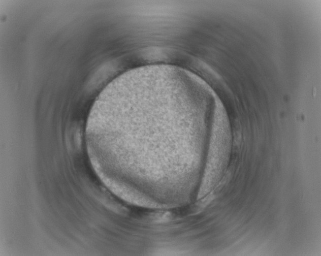 X0000070420124200606302111