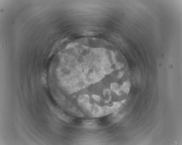 X0000070420175200606302110