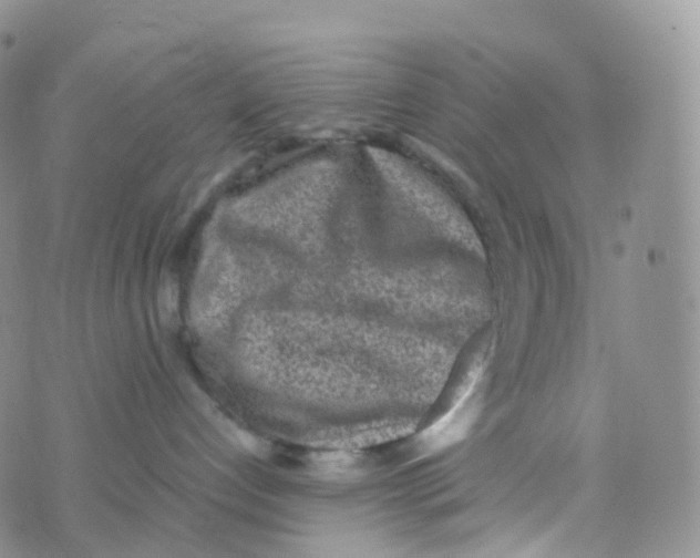 X0000070420192200606302110