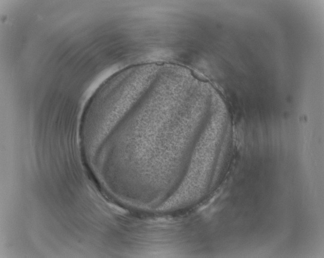 X0000070420196200606302109