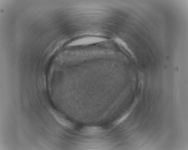 X0000070420205200606302109