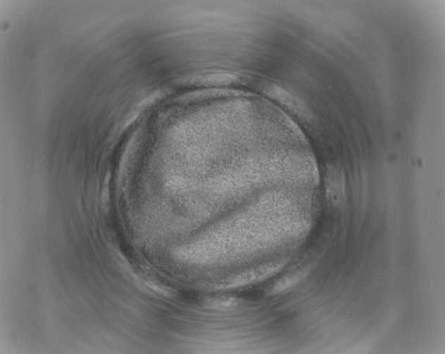 X0000070420206200606302109